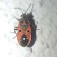 Melanocoryphus tristrami