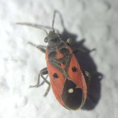 Melanocoryphus tristrami