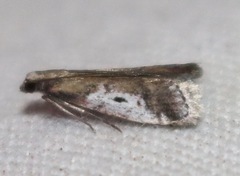 Alpheioides parvulalis