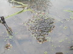Rana temporaria
