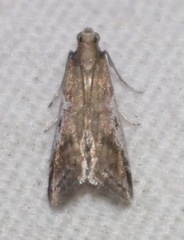 Alpheioides parvulalis