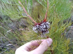 Serruria rosea