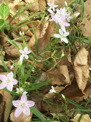 Claytonia caroliniana