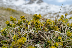 Thymelaea tinctoria nivalis