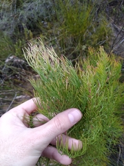 Serruria rosea