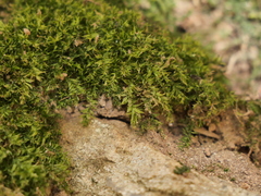 Plagiothecium succulentum