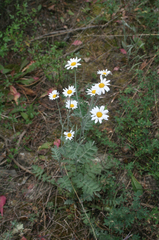 Tanacetum poteriifolium