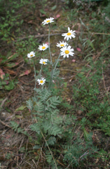 Tanacetum poteriifolium