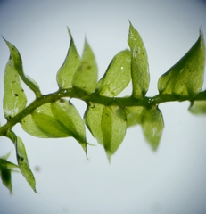 Plagiothecium succulentum