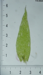 Plagiothecium succulentum