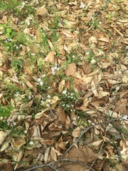 Claytonia caroliniana