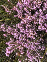 Erica nudiflora