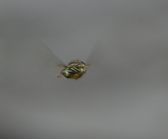Syrphidae