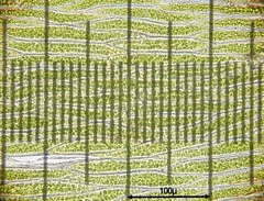 Plagiothecium succulentum