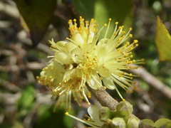 Symplocos tinctoria image