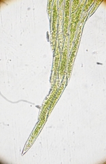 Plagiothecium succulentum