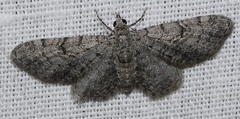 Eupithecia alliaria