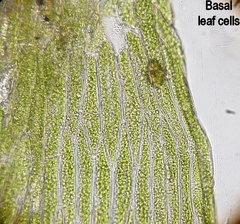 Plagiothecium succulentum