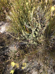 Leucadendron nitidum