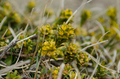 Thymelaea tinctoria nivalis