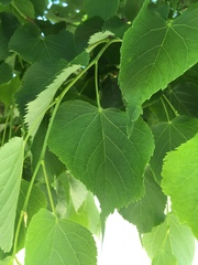 Tilia