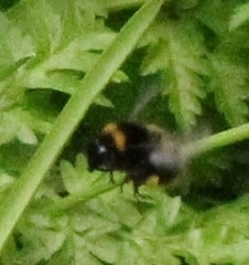 Bombus