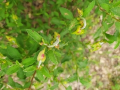 Cistus salviifolius