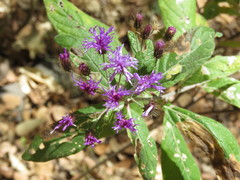 Vernonia bealliae