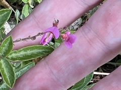 Desmodium incanum image