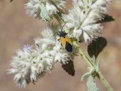 Melanopleurus inflatus