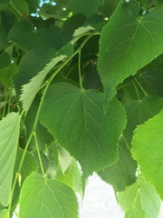 Tilia