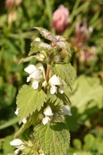 Image of Lamium moschatum by (c) Mitch Van Dyke, some rights reserved (CC BY)