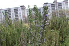 Salvia rosmarinus
