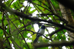 Trochocercus cyanomelas cyanomelas