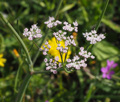 Bunium paucifolium
