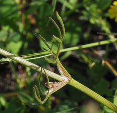 Bunium paucifolium