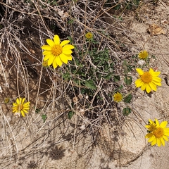 Helianthus californicus