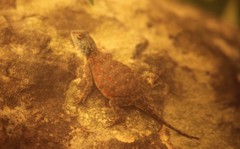 Agama aculeata distanti