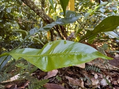 Anthurium gracile