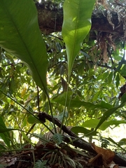 Anthurium gracile