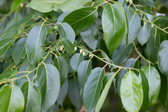 Diospyros virginiana