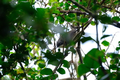 Apalis thoracica claudei
