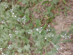 Glandularia quadrangulata
