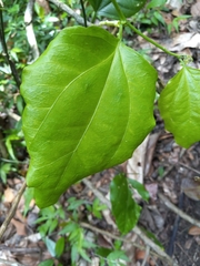 Passiflora intricata