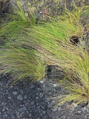 Festuca petraea