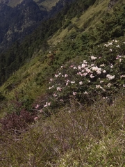 Rhododendron pseudochrysanthum