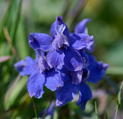 Delphinium decorum