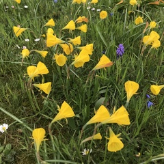 Narcissus bulbocodium