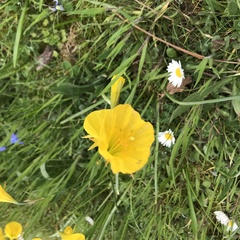 Narcissus bulbocodium