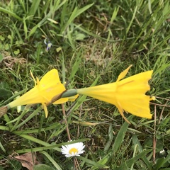 Narcissus bulbocodium
